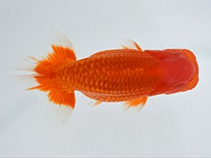 広島錦鱗会 行司二　小林哲二　広島