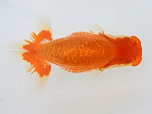 広島錦鱗会 行司三　田中茂規　玉野