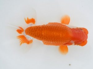 広島錦鱗会 東脇行司　中川勝美　広島