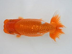 広島錦鱗会 西脇行司　沖村忠和　広島