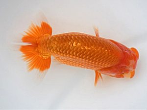 広島錦鱗会　西大関　中島健一郎　浅口