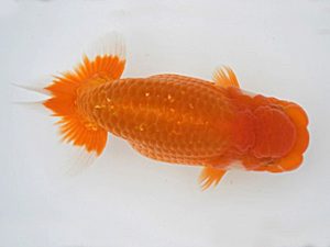 広島錦鱗会　立行司　飯山長治郎　福山