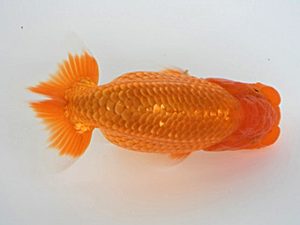 広島錦鱗会 東関脇　梅山典雄　下松