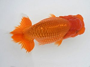 広島錦鱗会 西関脇　森分陵司　広島