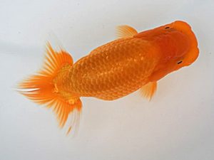 広島錦鱗会 東小結　高尾昌幸　倉敷