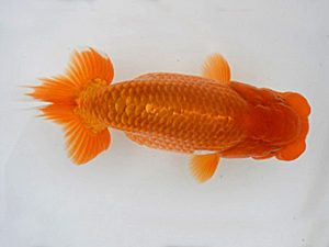 広島錦鱗会 西小結　角野和弘　福山