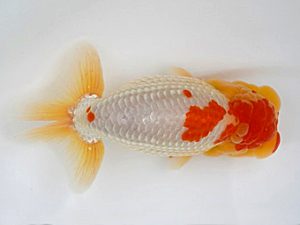 広島錦鱗会　東大関　中島健一郎　浅口