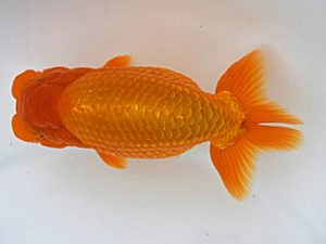 広島錦鱗会 西勧進元　胡本佳孝　玉野