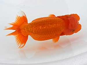 広島錦鱗会 行司一　大村清人　廿日市