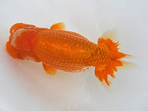 広島錦鱗会 行司二　浜口洋二　玉野