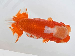 広島錦鱗会 行司三　島谷重信　尾道