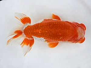 広島錦鱗会 西脇行司　子川時正　広島