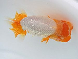 広島錦鱗会　西大関　中島健一郎　浅口