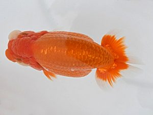 広島錦鱗会　立行司　清水正雄　和木