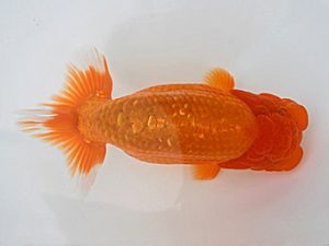 広島錦鱗会　東取締　森下太郎　広島