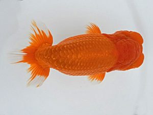 広島錦鱗会　西取締　西本佳子　広島