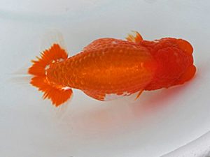 広島錦鱗会 東関脇　小川晄三朗　山口