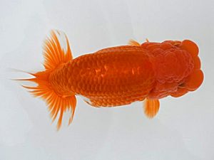 広島錦鱗会 西関脇　沖村忠和　広島