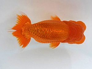 広島錦鱗会 東小結　佐藤議隆　広島