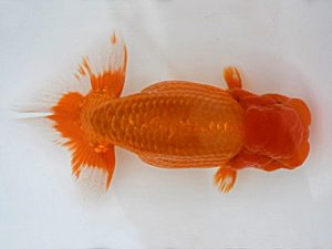 広島錦鱗会 西小結　山口壽紀　広島