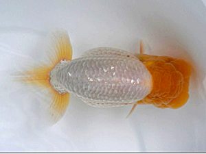 広島錦鱗会　浅野  浩　倉敷