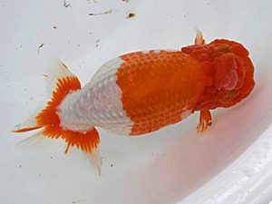 広島錦鱗会 東勧進元　中津武彦　呉