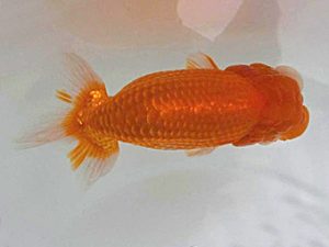 広島錦鱗会 行司一　平井考志　浅口