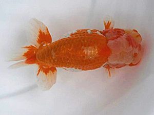 広島錦鱗会 行司二　佐藤議隆　広島