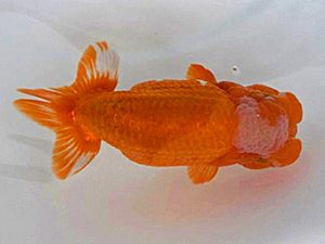 広島錦鱗会 行司三　清水正雄　和木