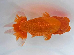 広島錦鱗会 東脇行司　香川敏治　広島