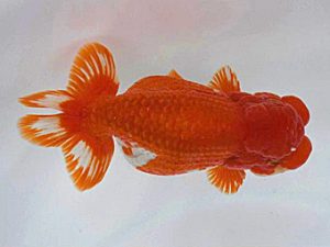 広島錦鱗会 西脇行司　迫越　透　呉