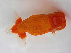 広島錦鱗会　立行司　小川晄三朗　山口