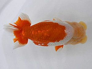 広島錦鱗会　東取締　中島健一郎　浅口