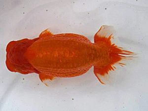 広島錦鱗会 東関脇　中越岩雄　広島