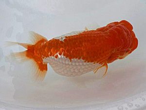 広島錦鱗会 西関脇　迫越　透　呉