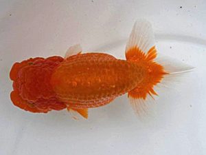 広島錦鱗会 東小結　平井考志　浅口