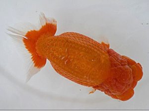 広島錦鱗会 西小結　小川晄三朗　山口