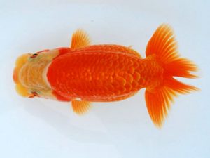 常陸らんちゅう会　研究会　東大関　花田国昭　上尾市