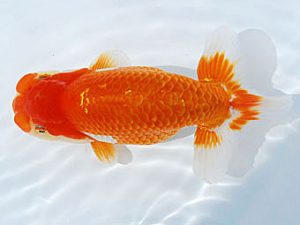 常陸らんちゅう会　研究会　東大関　古川延宏　栃木市