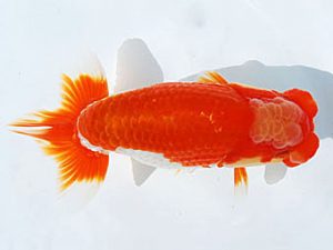 常陸らんちゅう会　研究会　西大関　荻谷冨士夫　水戸市
