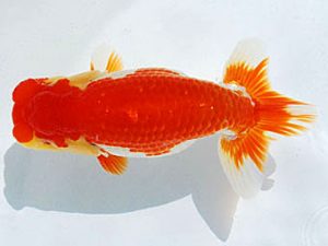 常陸らんちゅう会　研究会　立行司　荻谷達夫　水戸市