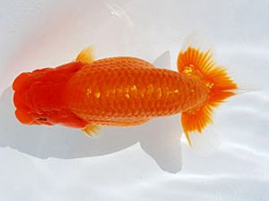 常陸らんちゅう会　研究会　東取締　酒井　昇　小美玉市　