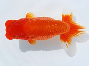 常陸らんちゅう会　研究会　西取締　高橋節夫　墨田区