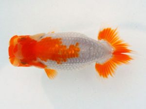 常陸らんちゅう会　研究会　西大関　古川延宏　栃木市
