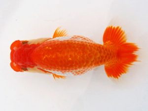 常陸らんちゅう会　研究会　東取締　大津善人　石岡市