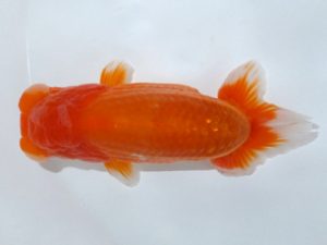 観魚会　研究会　東大関　篠　孝利　練馬