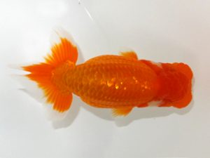 観魚会 研究会 勧進元一 藤田達也　茨城