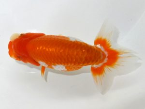 観魚会 研究会 勧進元二 坂場克身　茨城