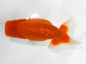 観魚会 研究会 行司一　藤田達也　茨城