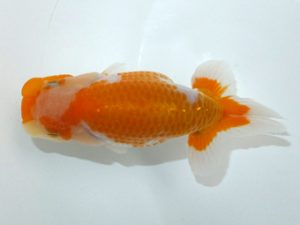 観魚会 研究会 行司二　望月康邦　横浜